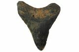 Fossil Megalodon Tooth - North Carolina #152990-1